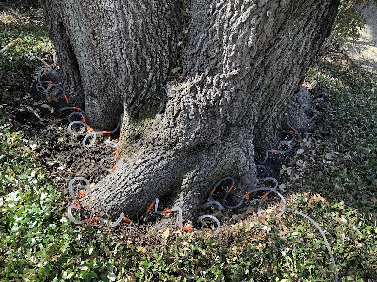Detailed Tree Cabling and Bracing job site in Coyle