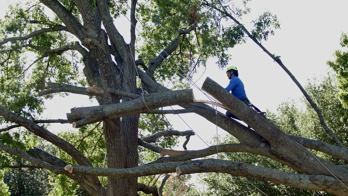 Professional Hazardous Tree Removal performed by certified arborists in Coyle